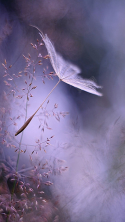 淡紫色植物蒲公英摄影H5素材高清图片