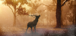 赫尔鹿茸野野生的鹿高清图片
