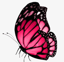粉色翩翩起舞的蝴蝶素材