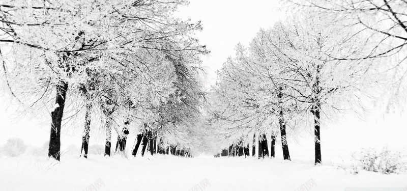 雪后树景背景