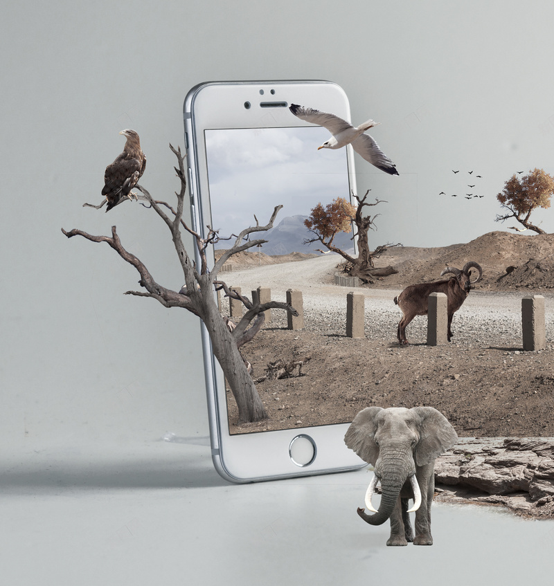环境自然生态动物大象树木枯枝小鸟手机psd设计背景_新图网 https://ixintu.com 动物 大象 环境 生态 自然 树木 枯枝 小鸟 手机