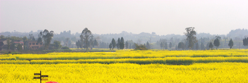 摄影黄色油菜花海jpg设计背景_新图网 https://ixintu.com 摄影 黄色 油菜花 花海 旅游 植物 自然 海报banner 风景