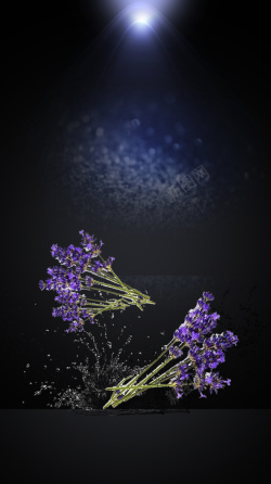 薰衣草滋养洗发水黑色薰衣草洗发水宣传促销海报背景素材高清图片