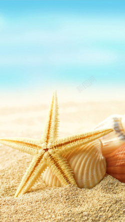 七角沙滩贝壳背景高清图片