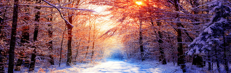 温暖阳光大雪森林背景背景