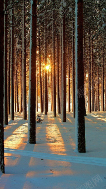 树林中的雪景背景