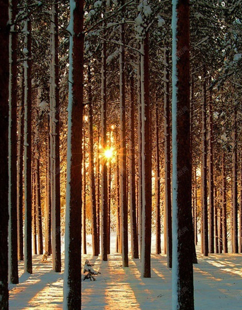 树林中的雪景jpg设计背景_新图网 https://ixintu.com 树林 雪 白色 阳光 摄影 风景