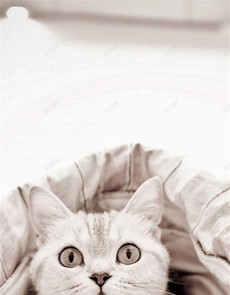 衣服下的小猫H5背景jpg设计背景_新图网 https://ixintu.com 可爱 地板 猫咪 白色 衣服 H5背景 H5 h5