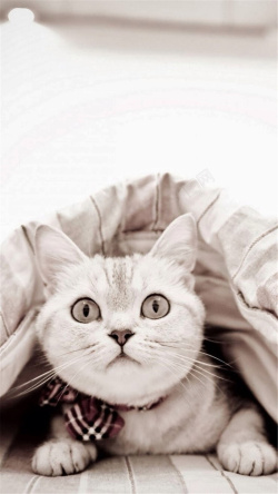 白色胖嘟嘟猫咪衣服下的小猫H5背景高清图片