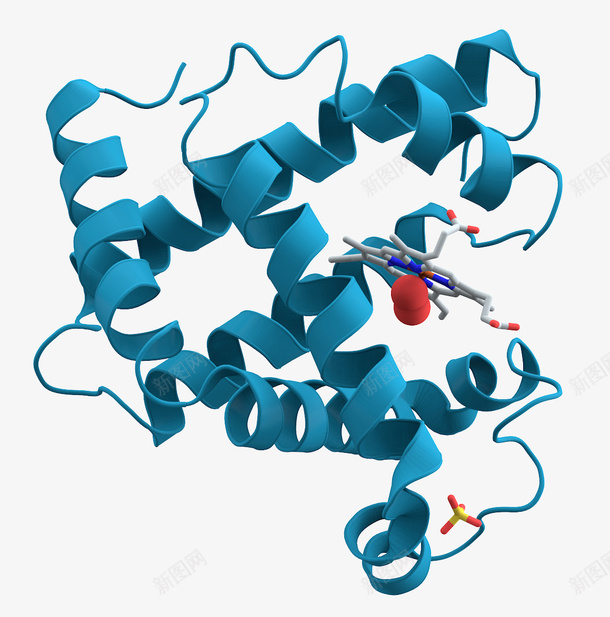 肌红蛋白的螺旋结构域模型png免抠素材_新图网 https://ixintu.com 3D 肌红蛋白 蛋白质 蛋白质结构 螺旋结构域