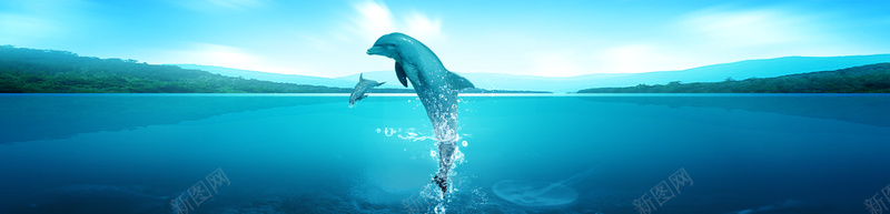 蓝色海洋海豚背景banner背景