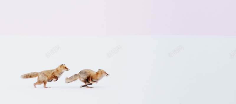 摄影狐狸奔跑背景背景