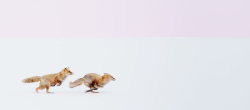 奔跑的狐狸摄影狐狸奔跑背景高清图片