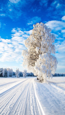 结冰的大树H5素材背景背景