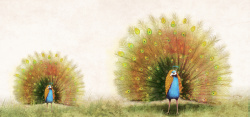 开屏海报草地上散步的孔雀开屏背景高清图片