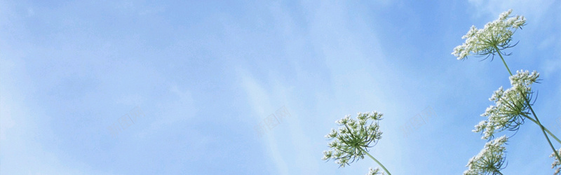 淘宝天猫风景背景图jpg设计背景_新图网 https://ixintu.com 清新 文艺 简约 蓝色 绿色 植物 自然 背景 海报banner 摄影 风景