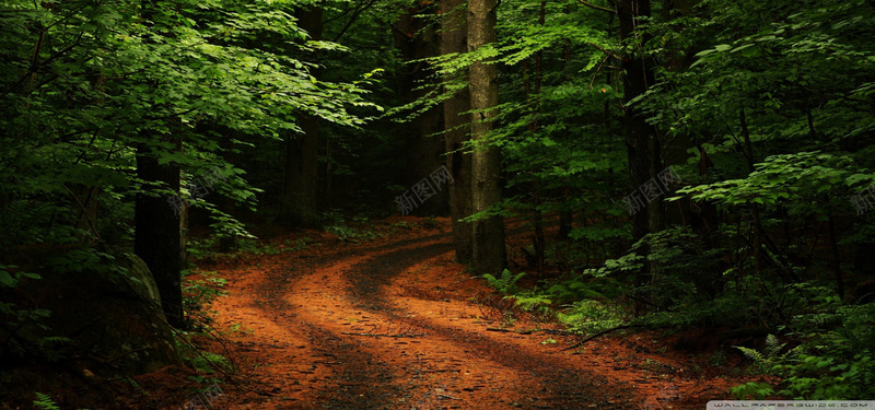 森林小道风景jpg设计背景_新图网 https://ixintu.com 森林 小道 树林 绿色 植物 海报banner 摄影 风景