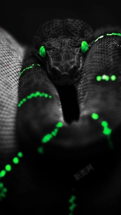 绿蛇黑绿纹蛇H5背景高清图片
