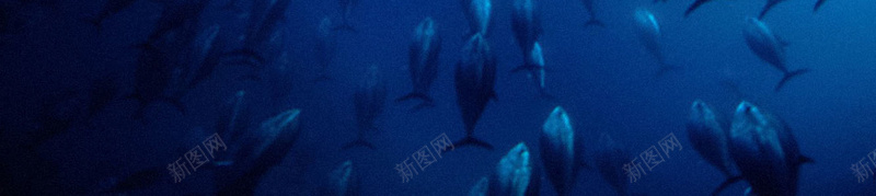 大海海底世界背景素材jpg设计背景_新图网 https://ixintu.com 背景下载 免费 海报 素材 背景 海底 大海 海底世界 海底素材 世界背景