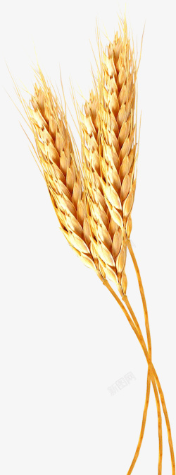 金色麦子麦穗PNG素材