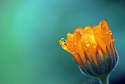 滴湿简约的万寿菊背景图高清图片