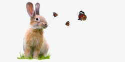 动物卡通手绘插画兔子可爱素材
