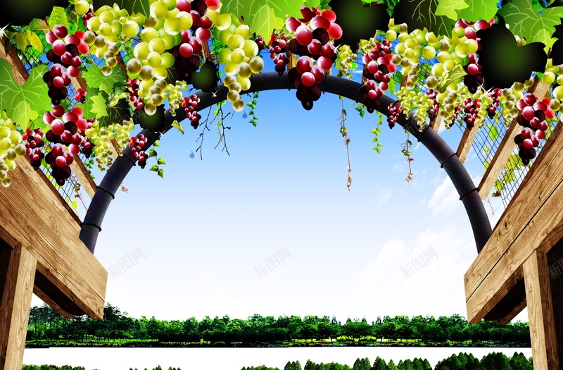 葡萄园水果背景模板jpg设计背景_新图网 https://ixintu.com 葡萄园 葡萄架 水果 海报 葡萄 平面 广告 背景 PSD 素材 模板
