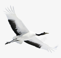 白鹤白色动物鸟素材