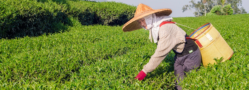 茶园背景图jpg设计背景_新图网 https://ixintu.com 茶园 茶叶 绿色 海报banner 摄影 风景