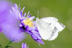 蝴蝶紫色植物与昆虫之间的关系高清图片
