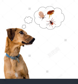 虱子宠物医疗护理广告背景高清图片