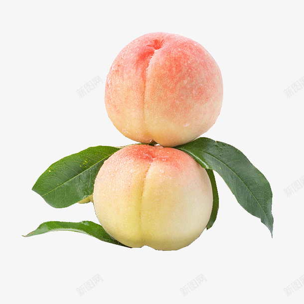 两个新鲜的水蜜桃png免抠素材_新图网 https://ixintu.com 两个新鲜的水蜜桃 水蜜桃 白桃 桃子