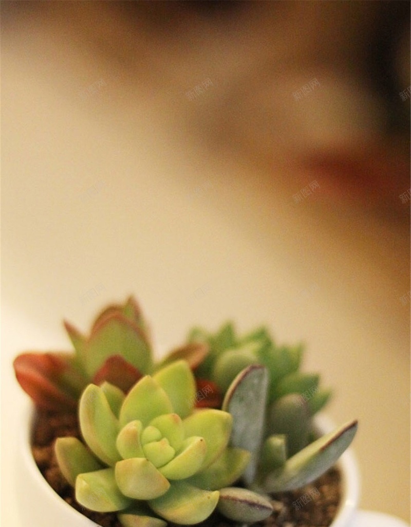 可爱的多肉植物H5背景jpg设计背景_新图网 https://ixintu.com 多肉 植物 石头 杯子 小清新 H5 h5 文艺 简约
