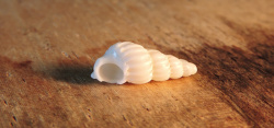 白色的海螺白色海螺壳高清图片