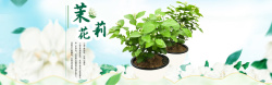 茉莉花束免费下载淘宝原创高清图片
