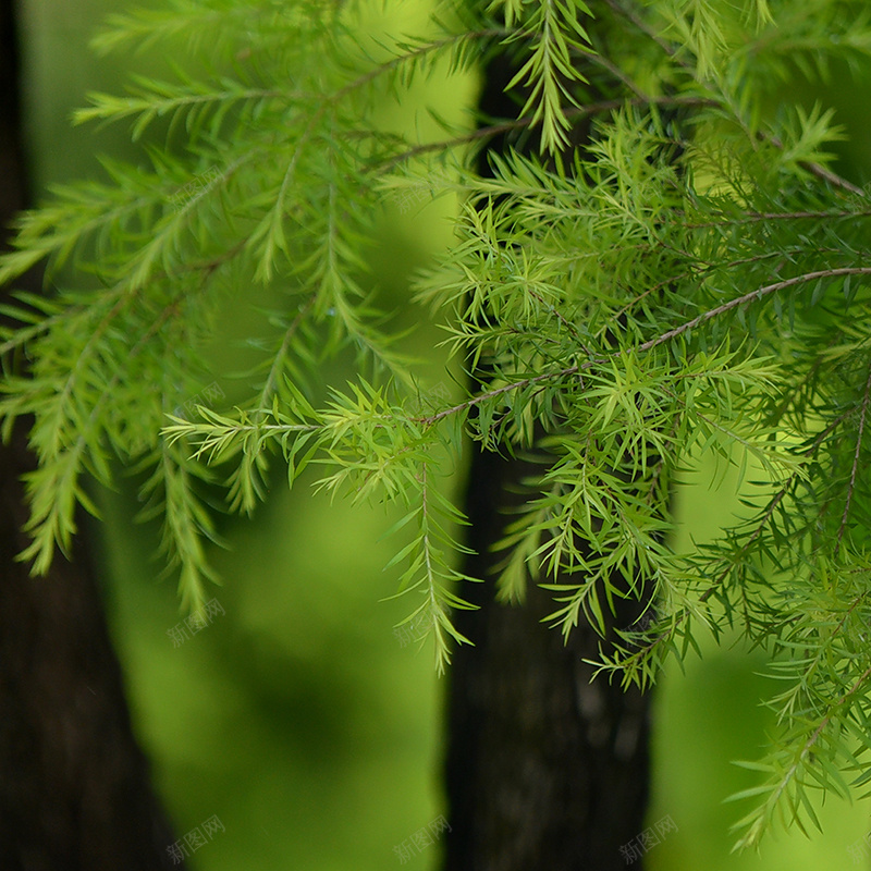 唯美杉树背景jpg设计背景_新图网 https://ixintu.com 唯美 植物 杉树 清新 质感 风景 主图 摄影