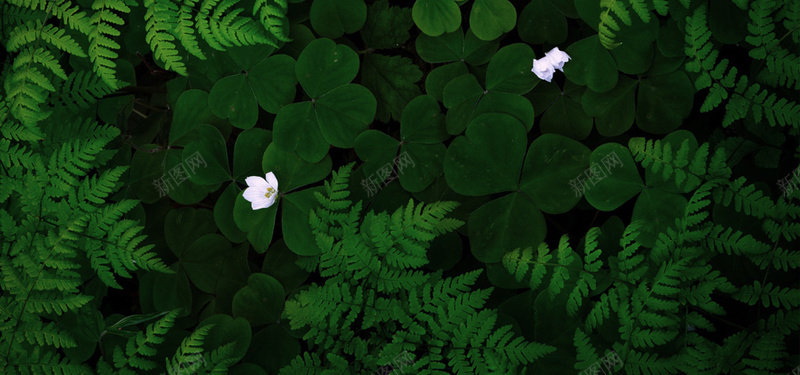 绿植家居背景jpg设计背景_新图网 https://ixintu.com 绿色 植物 清新 家居 海报banner 文艺 小清新 简约