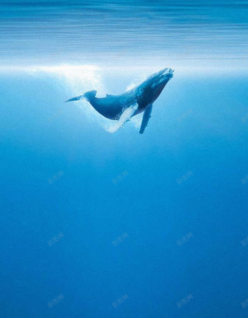 蓝色海洋H5背景jpg设计背景_新图网 https://ixintu.com 海洋 鲸鱼 蓝色 神秘 大气 H5背景 H5 h5