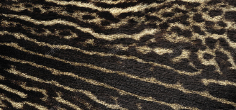 动物皮毛纹理豹纹背景