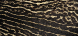 皮毛豹纹背景图片动物皮毛纹理豹纹高清图片