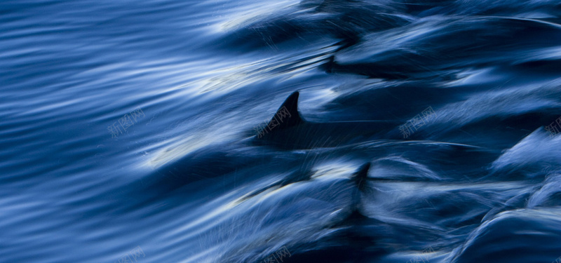 质感海洋海豚游行背景背景