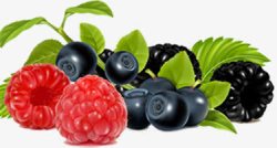植物树莓效果水果素材