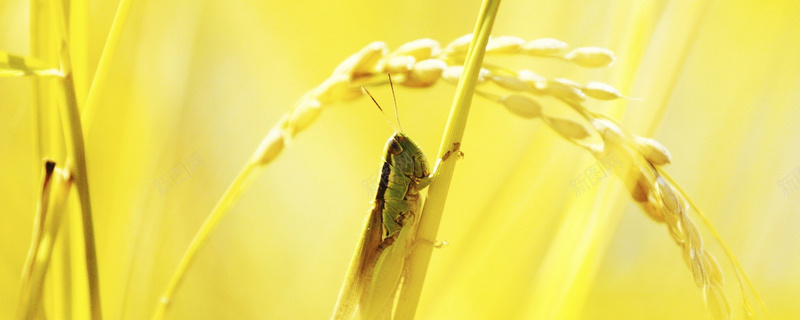 金黄稻子昆虫背景背景