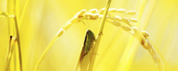 稻子摄影金黄稻子昆虫背景高清图片