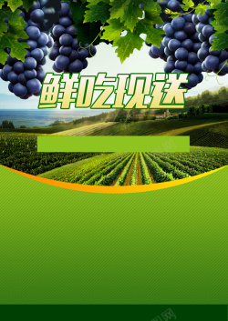 吃葡萄清新葡萄园葡萄宣传单背景素材高清图片