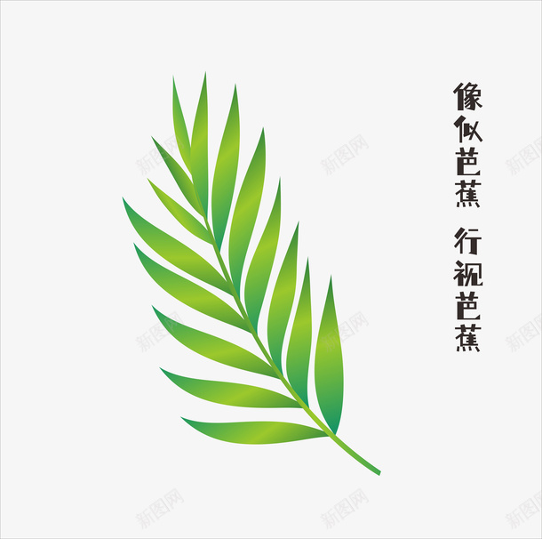 矢量透明文件芭蕉叶cdr免抠素材_新图网 https://ixintu.com 叶子 芭蕉 植物 树叶 枝叶 枝枝