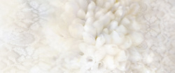 米白花朵白色花纹花朵造型米白高清图片