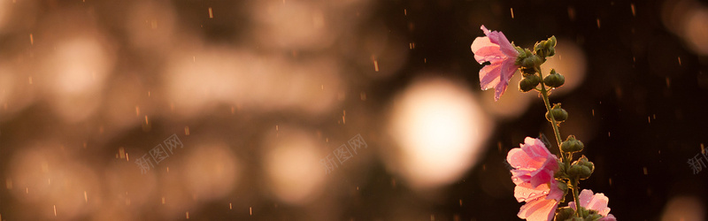 摄影唯美雨中的花朵背景jpg设计背景_新图网 https://ixintu.com 摄影 唯美 雨中 花朵 背景 植物 海报banner 风景