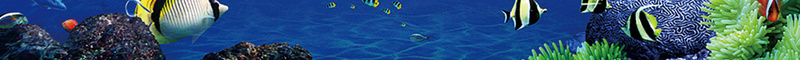 蓝色创意海底世界个性海洋海报背景素材psd设计背景_新图网 https://ixintu.com 梦幻海底 海底世界 潜水海报 蓝色创意 海洋馆 3D海底世界 海底表演 海底之窗 广告设计 海报背景 欢乐