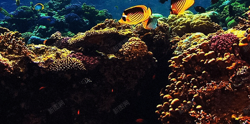海底世界H5背景jpg设计背景_新图网 https://ixintu.com 海底世界 炫彩 珊瑚 蓝色 鱼群 H5背景 神秘 H5 h5 大气